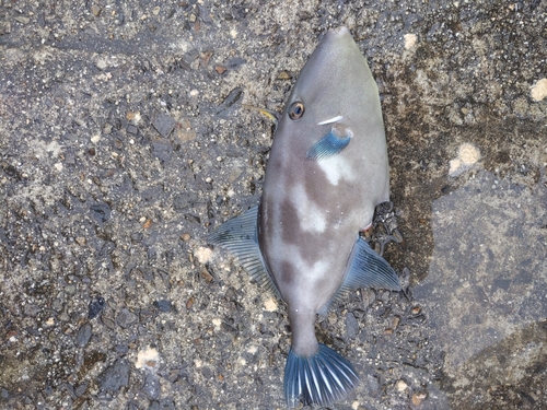 ウマヅラハギの釣果