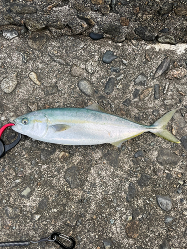 ツバイソの釣果