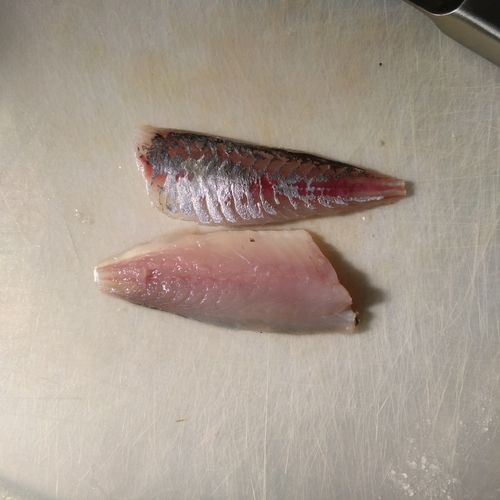 マアジの釣果