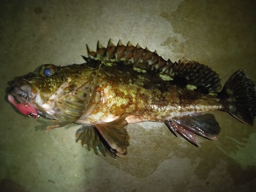 カサゴの釣果