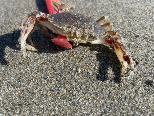 カニの釣果