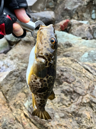 ソイの釣果