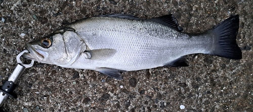 フッコ（ヒラスズキ）の釣果