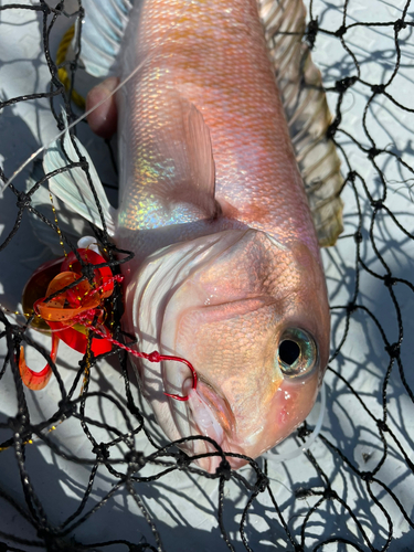 シロアマダイの釣果