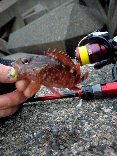 ガシラの釣果