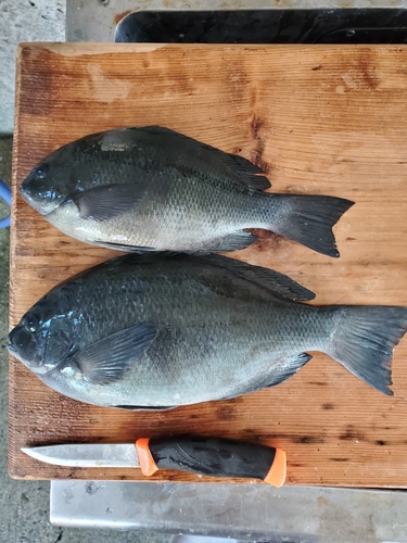 クチブトグレの釣果