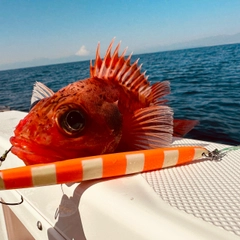 ユメカサゴの釣果