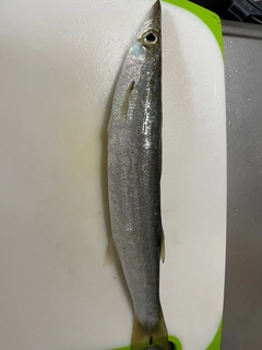 カマスの釣果