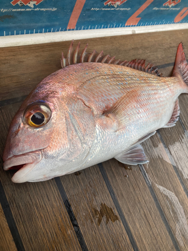 タイの釣果