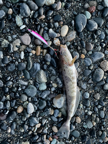 ホッケの釣果