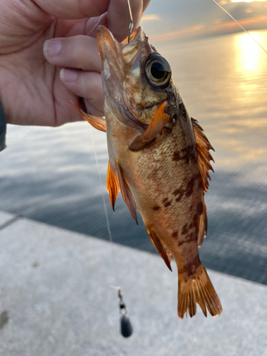 メバルの釣果