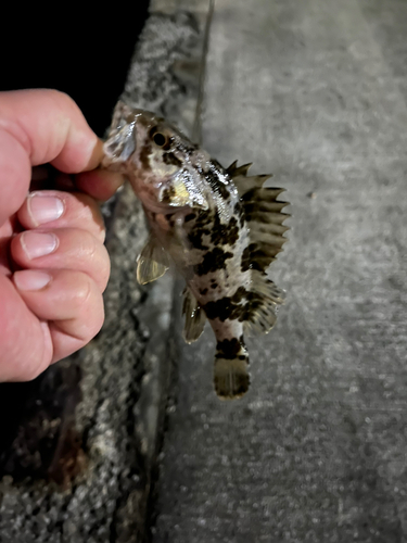 アラカブの釣果