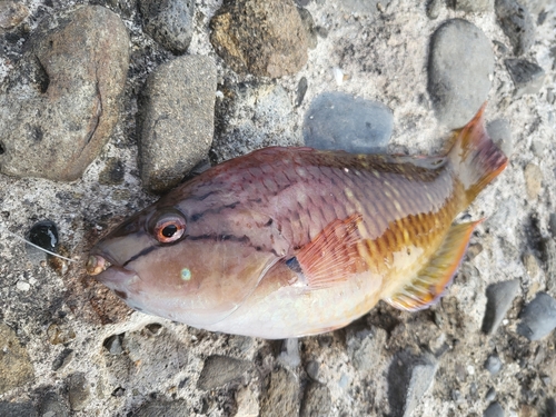 アカササノハベラの釣果