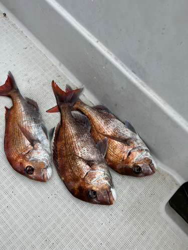 マダイの釣果