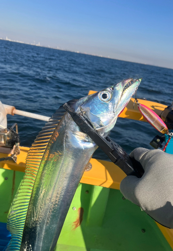 タチウオの釣果