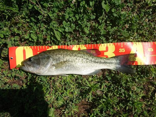 ブラックバスの釣果