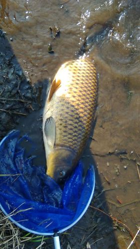 コイの釣果