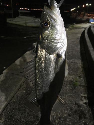 スズキの釣果