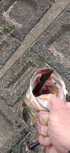 釣果