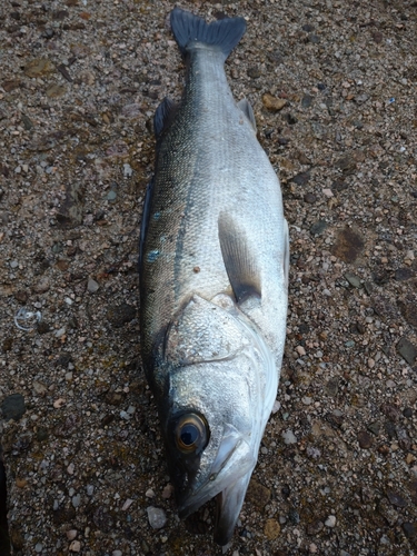 セイゴ（マルスズキ）の釣果