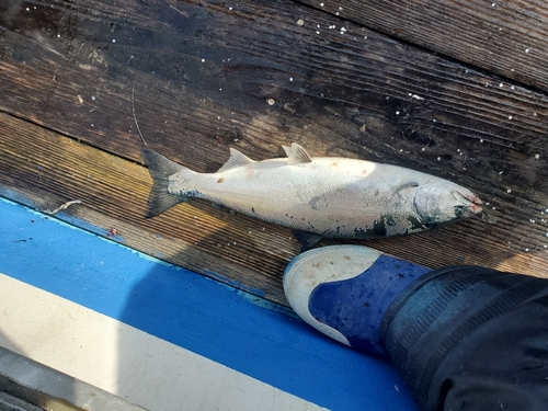 サクラマスの釣果