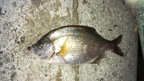 ウミタナゴの釣果