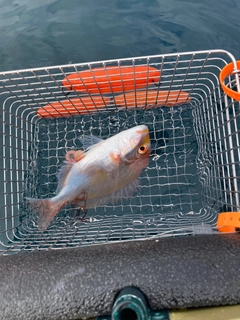 レンコダイの釣果