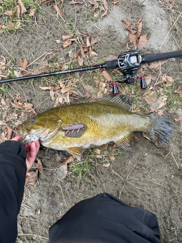 スモールマウスバスの釣果