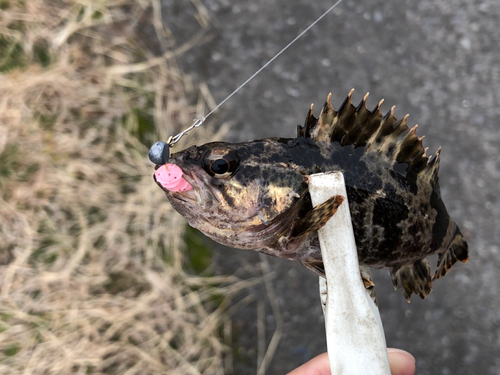 タケノコメバルの釣果