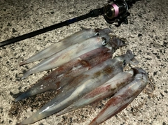 ヤリイカの釣果