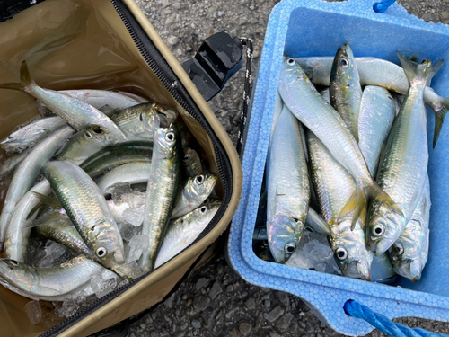 イワシの釣果