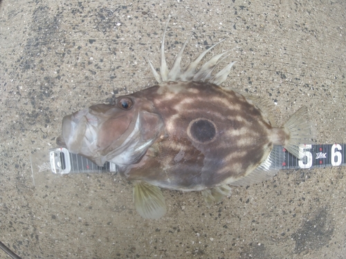 マトウダイの釣果