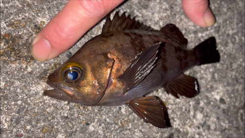 シロメバルの釣果