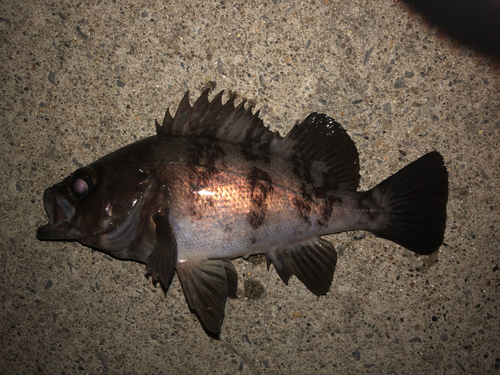 メバルの釣果