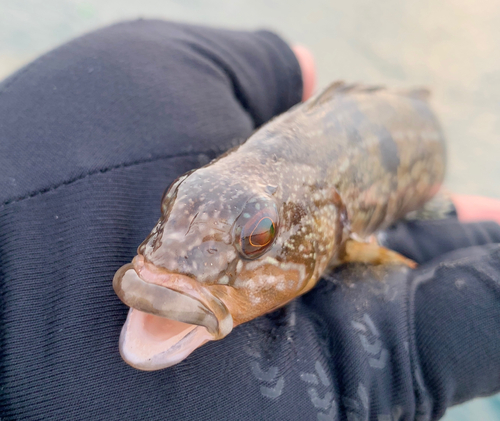 アイナメの釣果