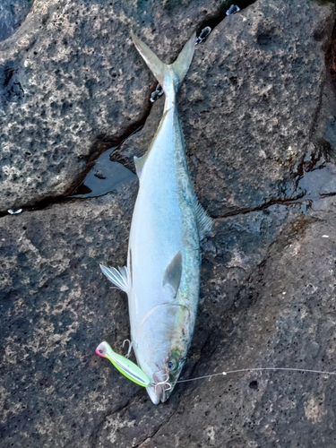 メジロの釣果