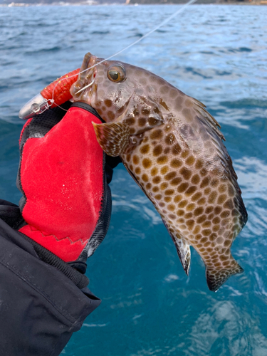 オオモンハタの釣果