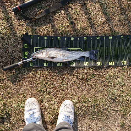 ニゴイの釣果