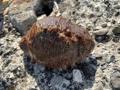 ナマコの釣果