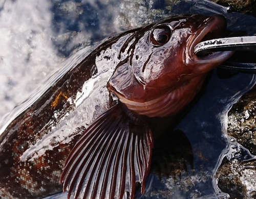 アイナメの釣果