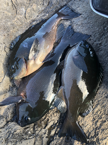 メジナの釣果