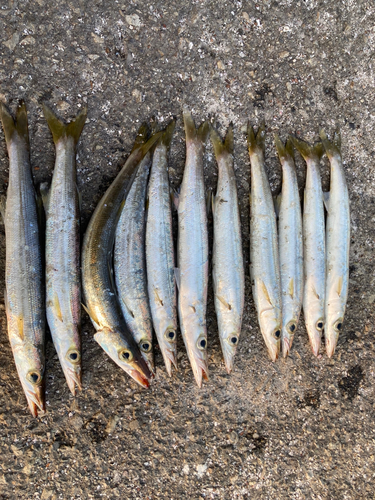 カマスの釣果