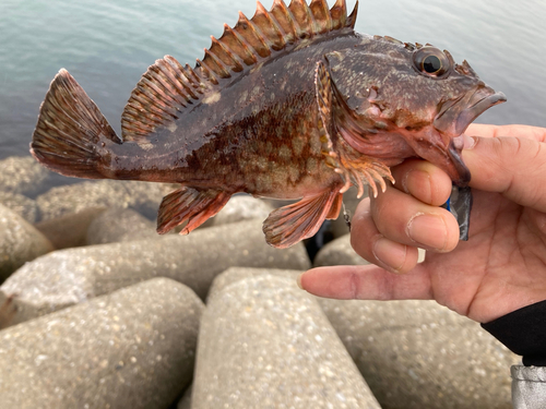 ガシラの釣果