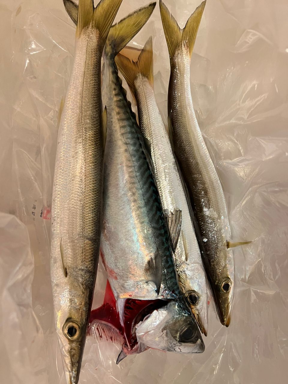 西村篤行さんの釣果 1枚目の画像