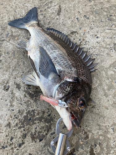 チヌの釣果