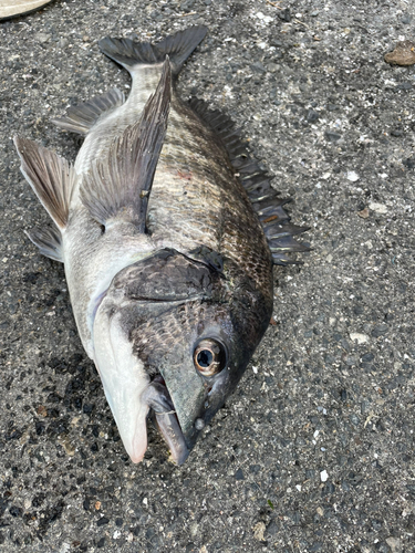 チヌの釣果