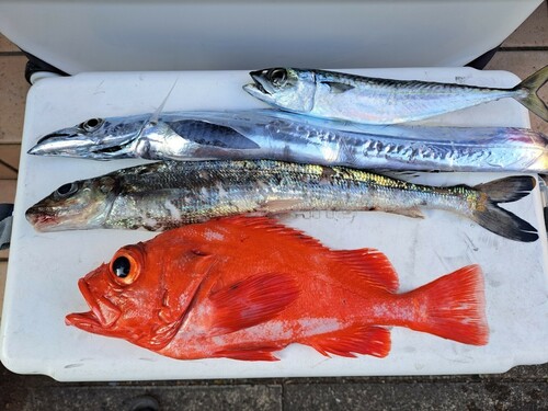 アコウダイの釣果