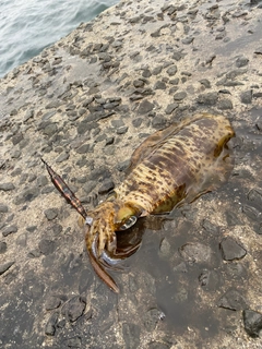 アオリイカの釣果