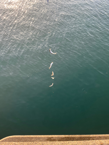 カタクチイワシの釣果