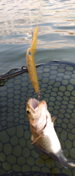 ニジマスの釣果